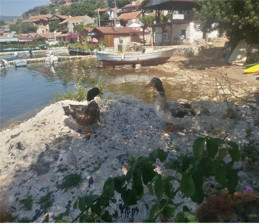 Sahil Pensiune Kaleucagız